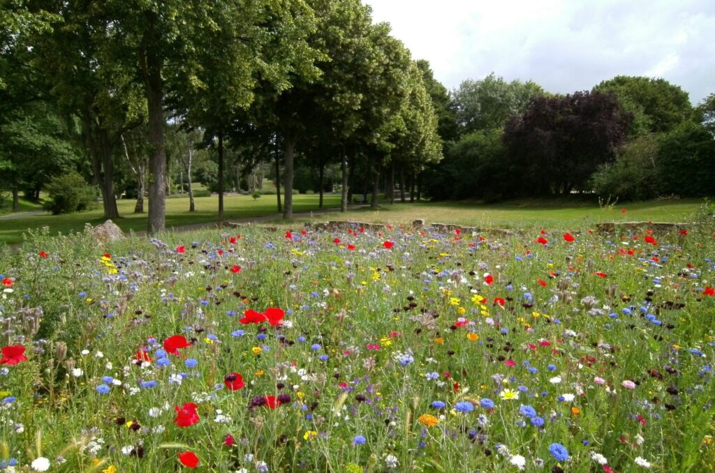 Blumenwiese mit Bäumen